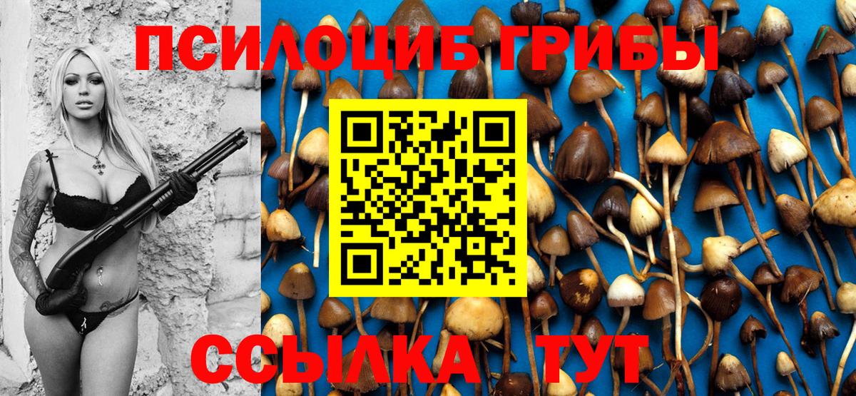 Псилоцибиновые грибы Cubensis Новодвинск